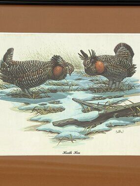 Don Balke Bird Print Heath Hen Prairie Chicken Matted Framed 17x14” VTG